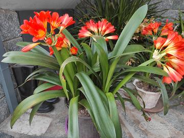 Pianta Clivia in vaso