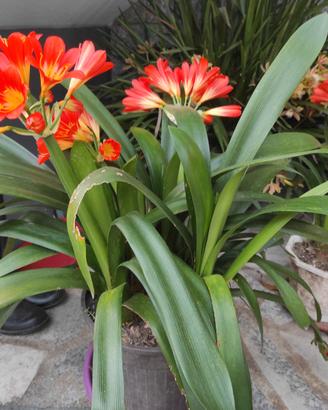 Pianta Clivia in vaso