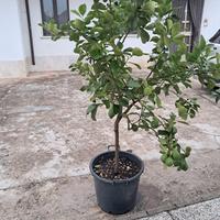 piante di limoni