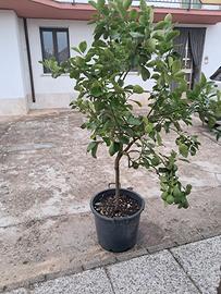 piante di limoni