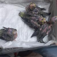 Pappagalli calopsite