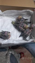 Pappagalli calopsite