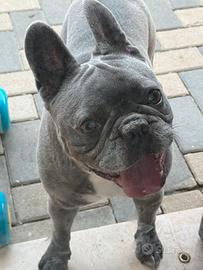 Bulldog francesce