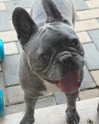 Bulldog francesce