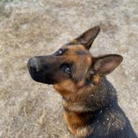 Disponibile giovane maschio di pastore tedesco