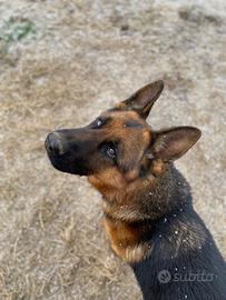 Disponibile giovane maschio di pastore tedesco