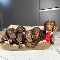 Bassotto x Accoppiamento ARLECCHINO Nano 4kg