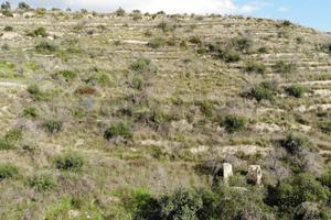 Terreno Edificabile - Avola