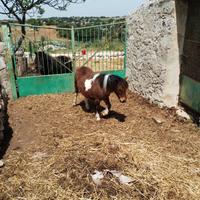Pony