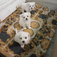 Cuccioli di Maltese taglia piccola