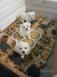 Cuccioli di Maltese taglia piccola