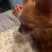Chihuahua linea russa mini 2 anni