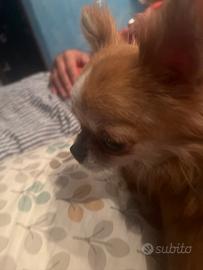 Chihuahua linea russa mini 2 anni