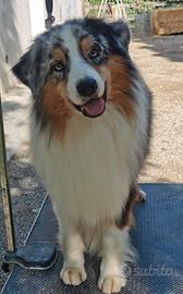 Maschio adulto australian shepherd