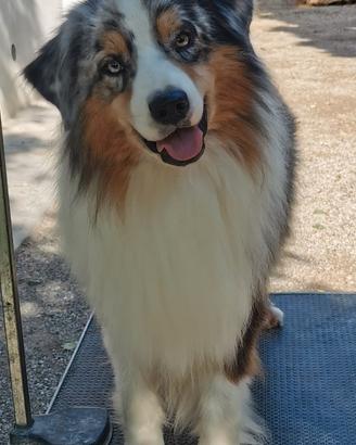 Maschio adulto australian shepherd