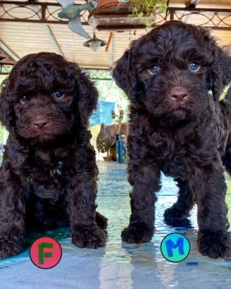 Cuccioli di Lagotto Romagnolo
