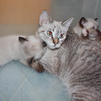 Cuccioli Incrocio Siamese Tabby e Ragdoll