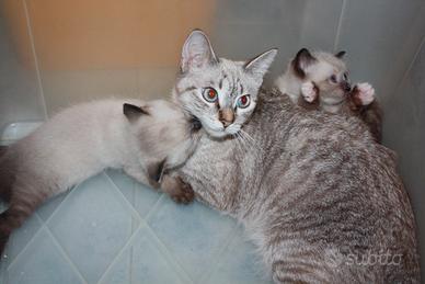 Cuccioli Incrocio Siamese Tabby e Ragdoll