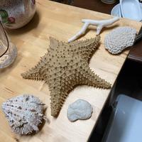 Conchiglie e pietra fossile