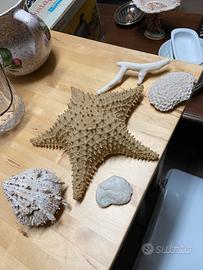 Conchiglie e pietra fossile