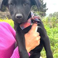 Nerine dagli occhietti multicolor