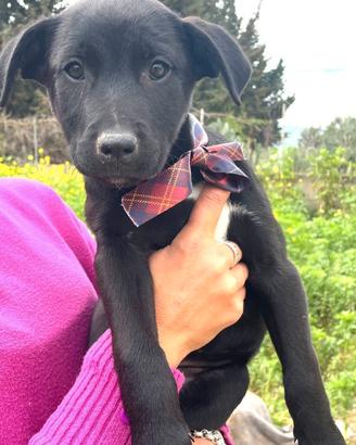 Nerine dagli occhietti multicolor