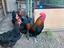 Immagine 4