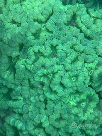 Caulastrea