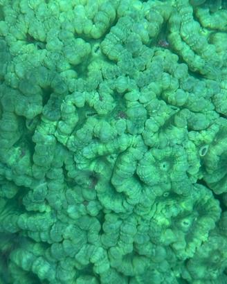 Caulastrea