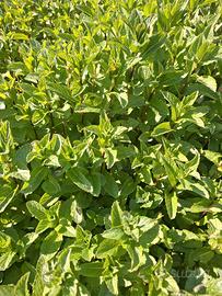 Foglie fresche di menta 100 gr