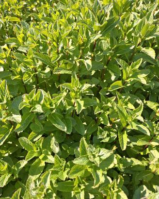 Foglie fresche di menta 100 gr