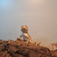 Drago barbuto / pogona