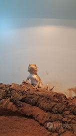 Drago barbuto / pogona