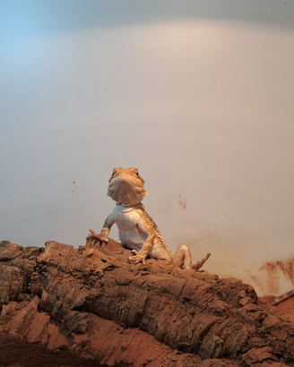 Drago barbuto / pogona