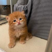 Cucciole siberiane certificate con pedigree