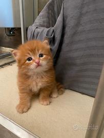 Cucciole siberiane certificate con pedigree