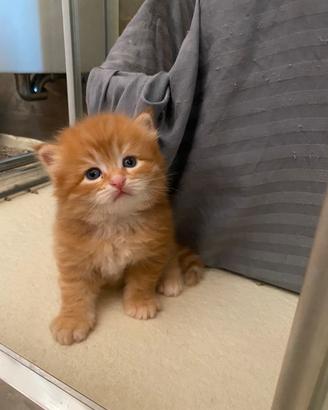 Cucciole siberiane certificate con pedigree