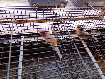 Arlecchino portoghese