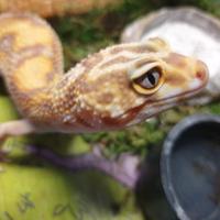 Coppia GECO LEOPARDINO