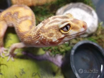 Coppia GECO LEOPARDINO