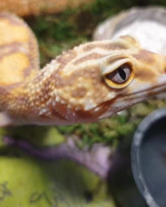 Coppia GECHI LEOPARDINI - Roma