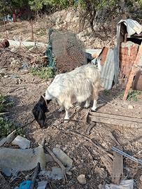 Capra maltese