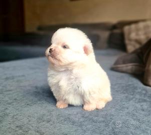 Spitz di Pomerania / tedesco nano