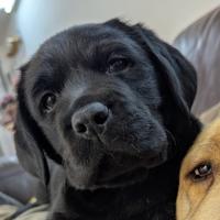 Cuccioli labrador maschi