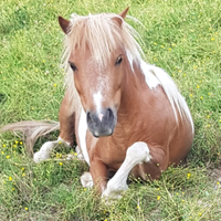 Pony maschio e femmina