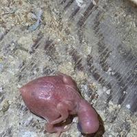 Pullo parrocchetto dal collare