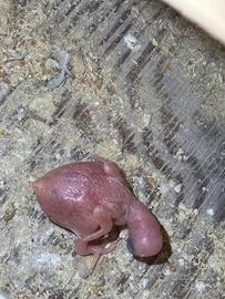 Pullo parrocchetto dal collare