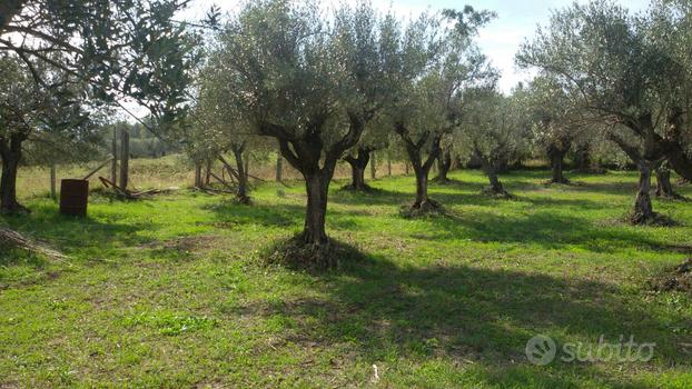 Terreno agricolo uliveto