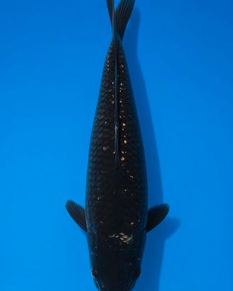 Carpe koi pesci laghetto