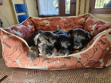 Schnauzer nano pepe sale